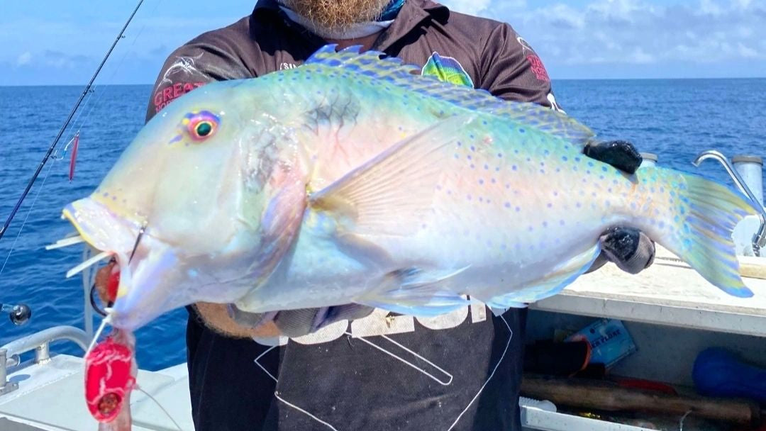 200lb Flurocarbon Leader Super Blue 25 meters