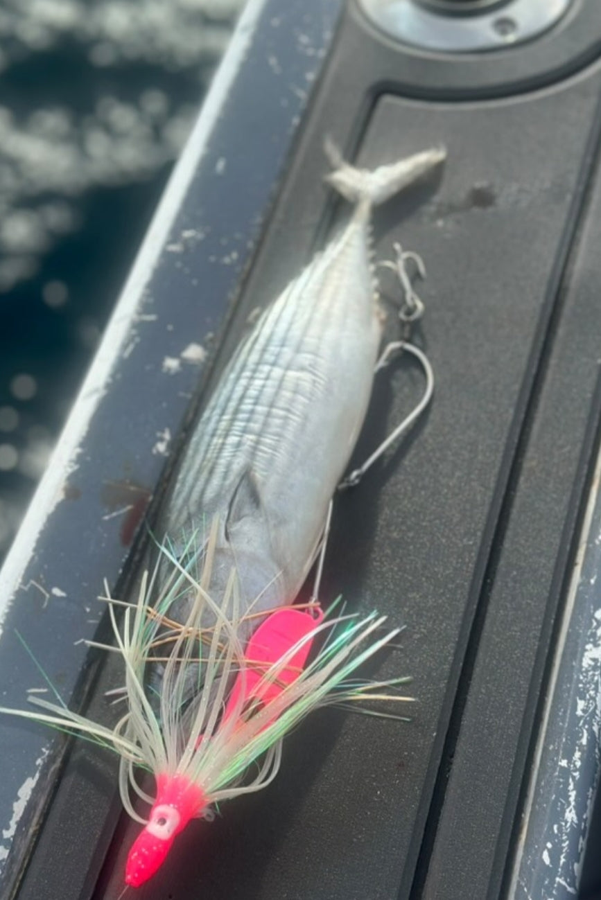 85g Chin Weight Hot Pink "unrigged" Spanish Mackerel,Wahoo and Mahi Mahi