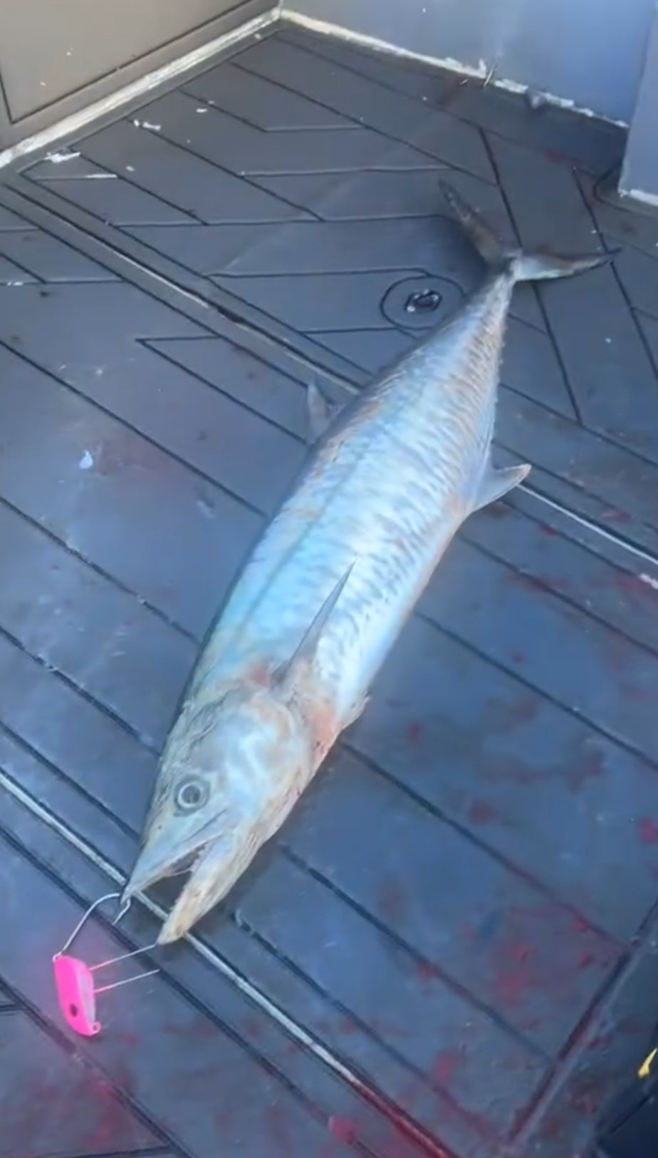 85g Chin Weight Hot Pink "unrigged" Spanish Mackerel,Wahoo and Mahi Mahi