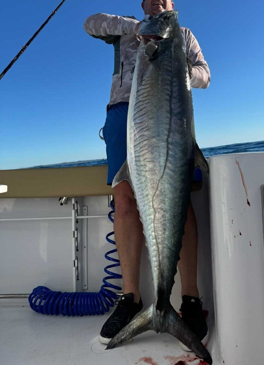 BLUE/RED Troll Pro Islander lure