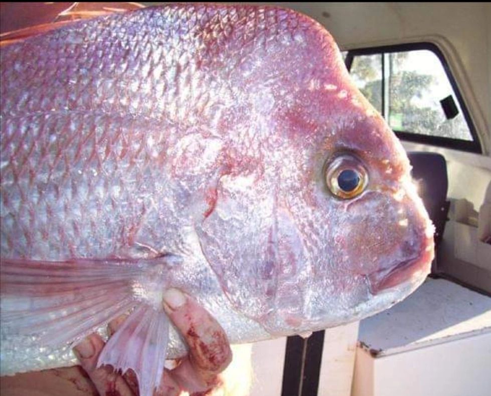 5/0 Black Circle Hooks pack of 25 Only $10.95 Free Delivery