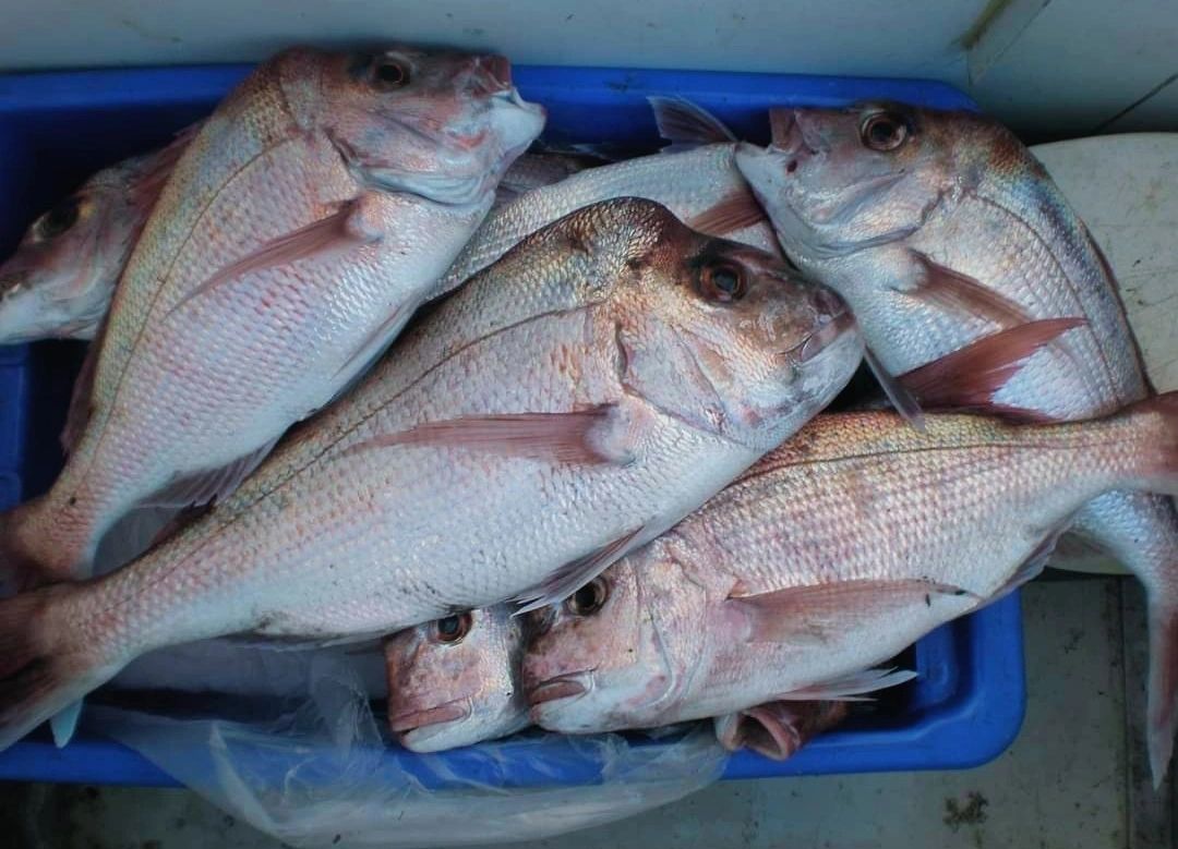 2 SETS 8/0 SNAPPER FLASHER PATERNOSTER RIGS